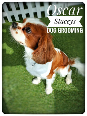 Stacey's Dog Grooming Leyland