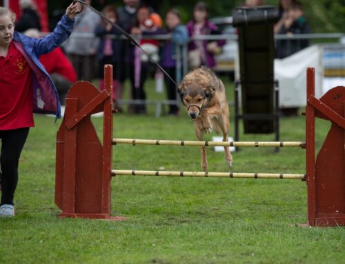 Paw-some line up for dog lovers announced by Leyland Festival